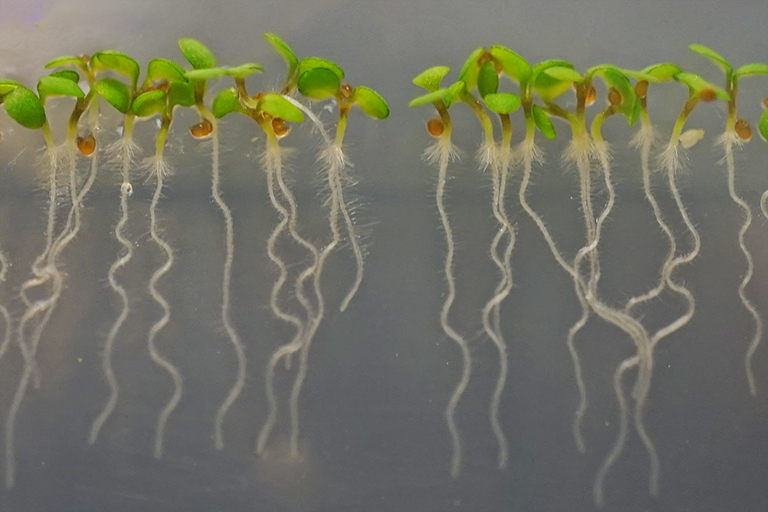 Experiment plants